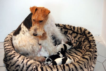 Foxterrier