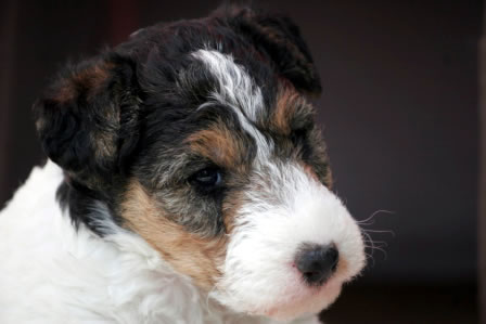 Foxterrier