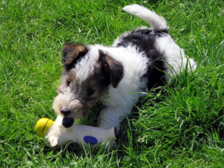 Foxterrier