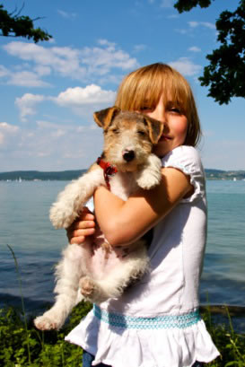 Foxterrier