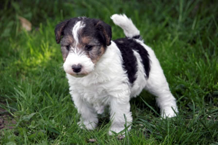 Foxterrier