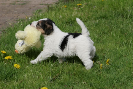 Foxterrier