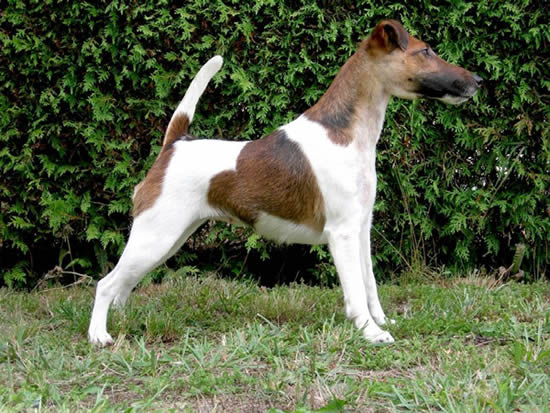 glatthaar foxterrier