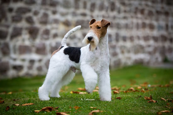 drahthaar foxterrier