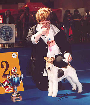 Foxterrier of Fair Play