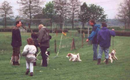 Foxterrier Renntag beim Windhundrennverein Breisgau-Schwarzwald e.V.
