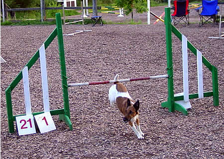 Foxterrier beim Agility