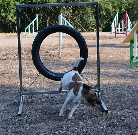 Foxterrier beim Agility