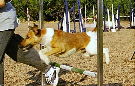 Foxterrier beim Agility