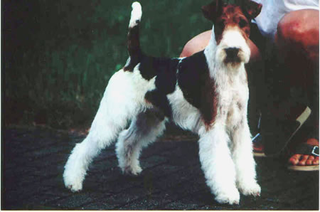 Foxterrier Champion - ABC OF FAIR PLAY