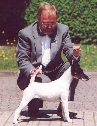 Foxterrier Champion - Elegance OF FAIR PLAY