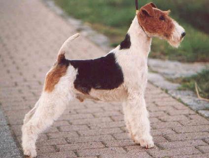 Foxterrier Champion - Flamenco OF FAIR PLAY 