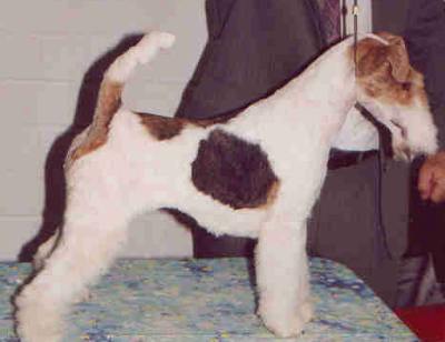 Foxterrier Champion - Funny Face OF FAIR PLAY 