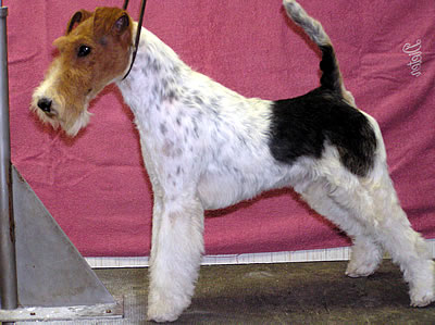 EST Junior Ch., EST Junior Winner