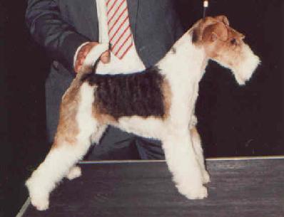 Foxterrier Champion - Misery OF FAIR PLAY