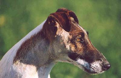 Foxterrier Champion - Quadriga OF FAIR PLAY 