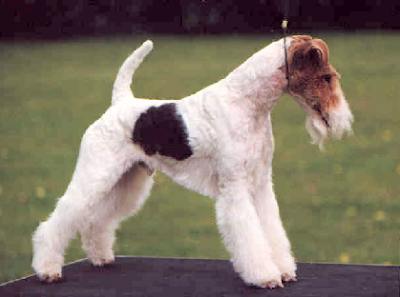 Foxterrier Champion - Tizian OF FAIR PLAY