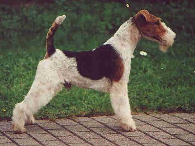 Undercover OF FAIR PLAY 