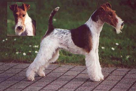 Foxterrier Champion - Vendetta OF FAIR PLAY 