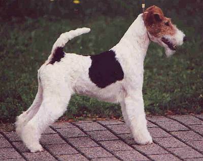 Foxterrier Champion - Xmas Carol OF FAIR PLAY 