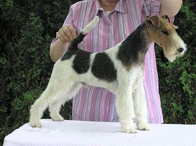 Lucky Luke OF FAIR PLAY