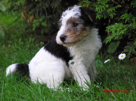 Foxterrier Drahthaar