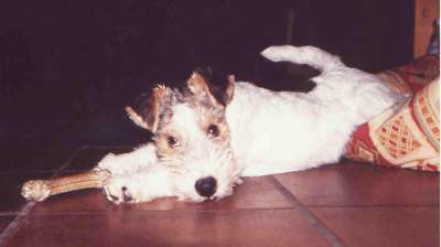 Foxterrier
