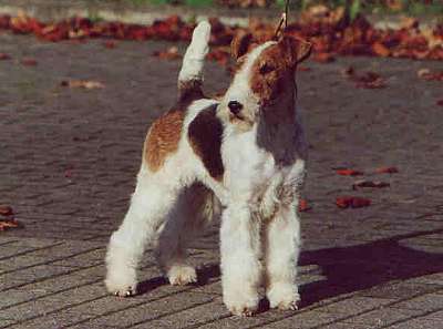 Drahthaar-Foxterrier