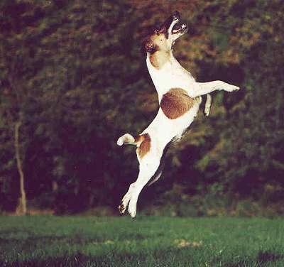 Glatthaar Foxterrier