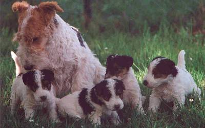 Foxterrierwelpen of fair Play