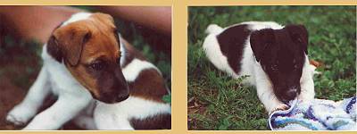 Foxterrierwelpen OF FAIR PLAY 