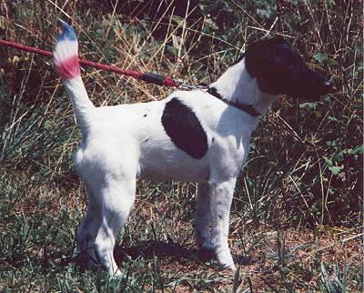 Foxterrierwelpe of Fair Play