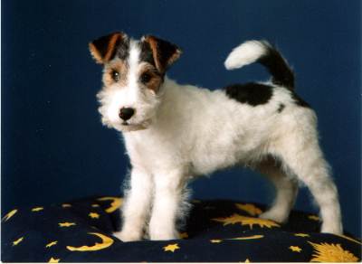Foxterrier