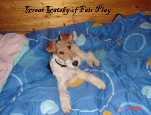 Foxterrier