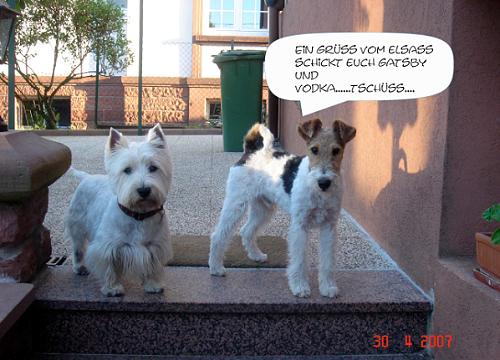 Foxterrier