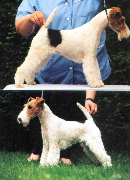 Foxterrier Champion - Diva Lavinia