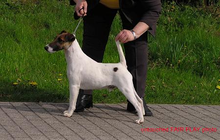 Dän.Ch., Europajgd. Sieger, Mozart OF FAIR PLAY