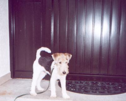 Foxterrier Pinolo