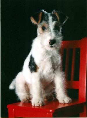 Foxterrier