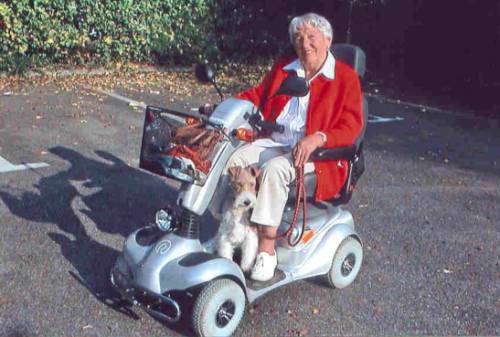 Der Foxterrier als ständiger Begleiter