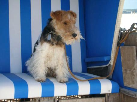 Foxterrier