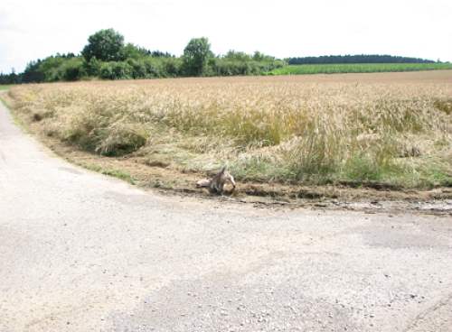 Foxterrier im Schlamm