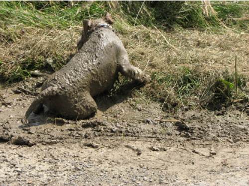 Warum schauen meine Menschen so merkwürdig?