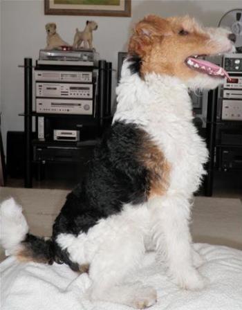 Foxterrier Toby
