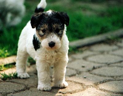Foxterrierwelpe
