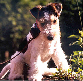 Foxterrier OF FAIR PLAY