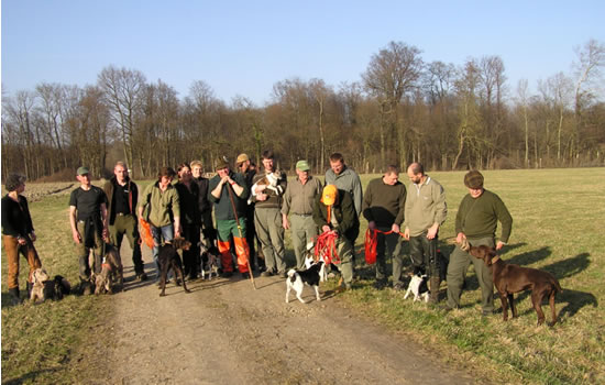 Drahthaar Deckrüde Harras