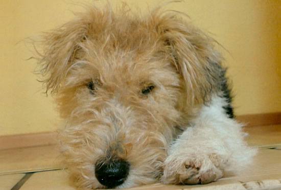 Foxterrier