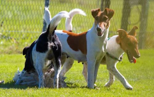 Foxterrier Renntag