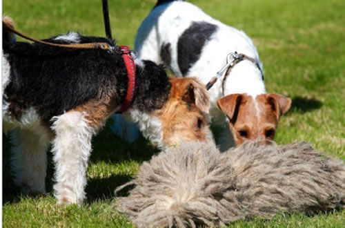Foxterrier